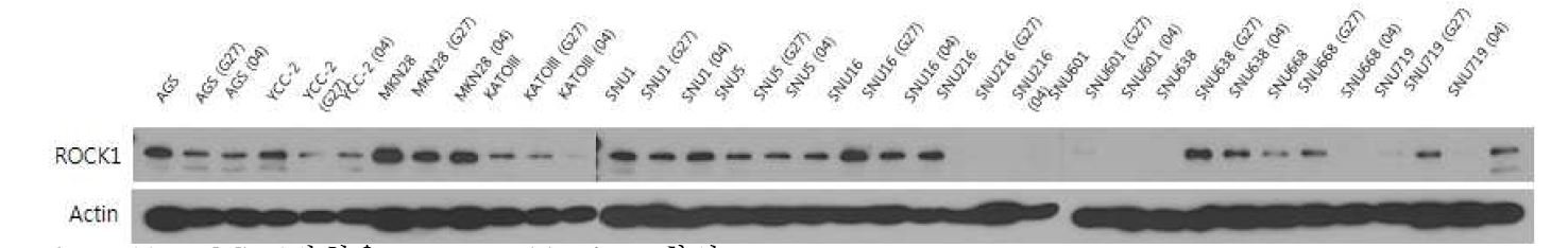 Figure11. ROCK1발현을 western blot으로 확인