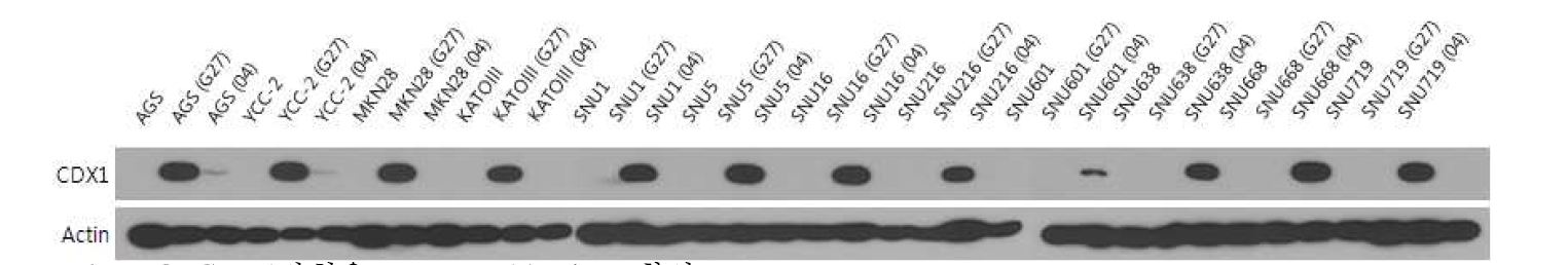 Figure8. CDX1발현을 western blot으로 확인