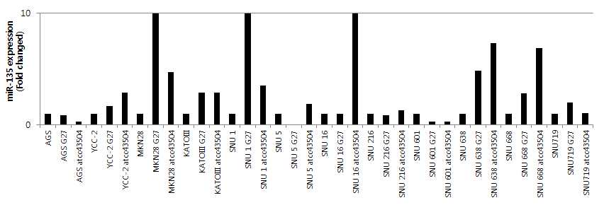 Figure12. miR135발현을 real-time PCR로 확인