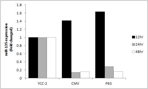 Figure24. YCC-2 cell에서의 miR-135에 대한 NF-kB발현확인.