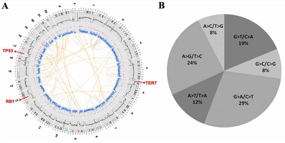 Figure 1. A. Variations of tumor genome. From the outer side of each ring, chromosome numbers and mapping depths of chromosome regions were indicated by numbers. Large translocation of intra and inter chromosomal rearrangements were indicated by color lines across center. B. Single nucleotide substitution pattern in somatic mutations