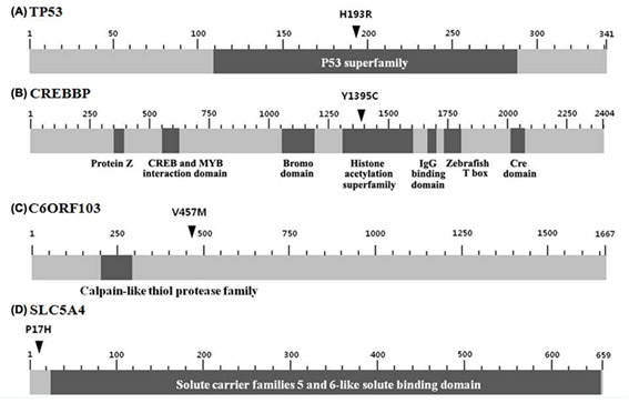 Figure 2. Schematic of TP53, CREBBP, C6ORF103, SLC5A4 protein illustrating functional domains with the location of their mutations