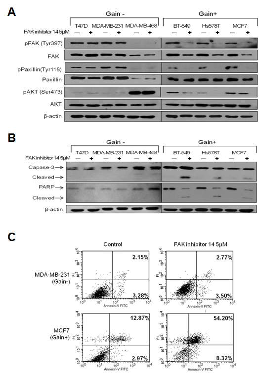 그림 8. Suppression of FAK-dependent signals in cells with PTK2 copy gain by treatment of FAK inhibitor 14