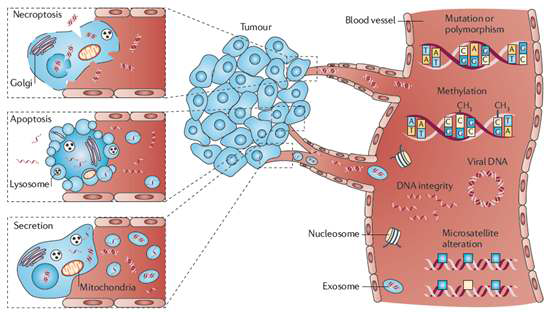 그림 1. 혈액내 cell-free nucleic acids