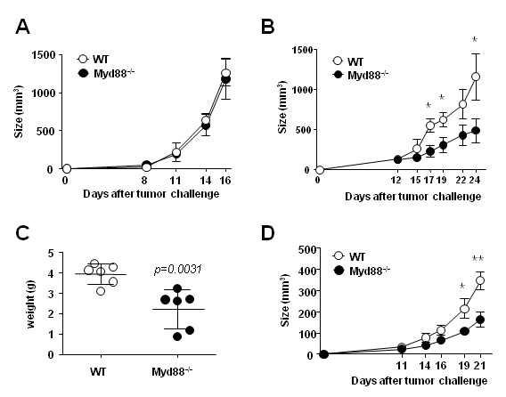 Figure 1. Tumor growth is more inhibited in Myd88-/- mice than in wild-type mice for the tumor expressing tumor Ag