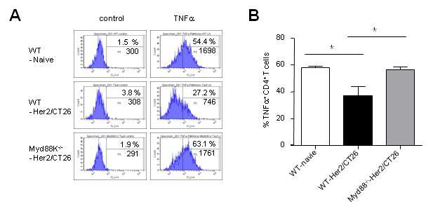 Figure 3. A. BALB/c mice and Myd88-/- mice (BALB/c-background) were inoculated s.c. with 2 x 105 Her2/CT26 cells and draining LNs (axillary and inguinal) were isolated. Cells from draining LNs were stimulated with PMA (50 ng/ml) and Ionomycin (750 ng/ml) for 4 hrs in the presence of Golgi-stop. Cells were harvested and stained with anti-CD4-APC and anti-TNF-α-PE by the intracellular cytokine staining method. Cells were also stained with isotype control Ab-PE. TNF-α -producing cells are shown after gating CD4+ T cells. b. Percentages of TNF-α-producing cells in CD4+ T cells. *p<0.05