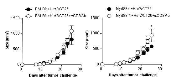 Figure 4. CD8+ T cells in Her2/CT26-bearing mice exert significant antitumor effect in Myd88KO mice.