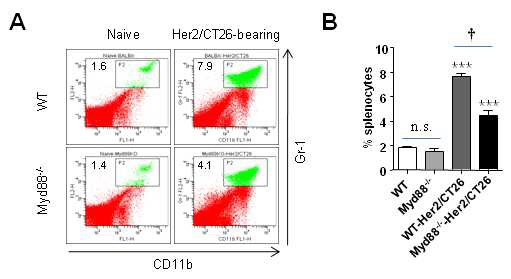 Figure 5. CD11b+Gr-1+ MDSCs are expanded in Myd88-/- mice after Her2/CT26 challenge