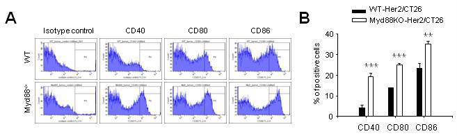 Figure 7. Immunogenic characteristics of MDSCs generated in Myd88-deficient condition