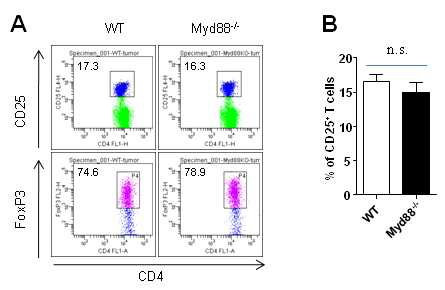 Figure 8. CD4+CD25+FoxP3+ regulatory T (Treg) cells are not altered in MyD88-/- mice after tumor challenge