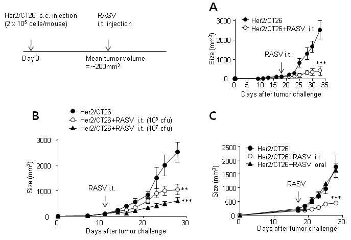 Figure 12. Intratumoral injection of attenuated Salmonella induced therapeutic antitumor effect.