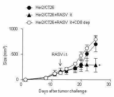 Figure 13. CD8+ T cells were indispensible for the therapeutic antitumor effect by intratumoral injection of attenuated Salmonella