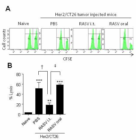 Figure 14. Tumor antigen-specific CTL activity was correlated with tumor size