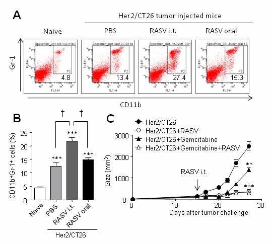 Figure 15. Intratumoral injection of RASV increased the generation of Gr1+CD11b+ myeloid cells