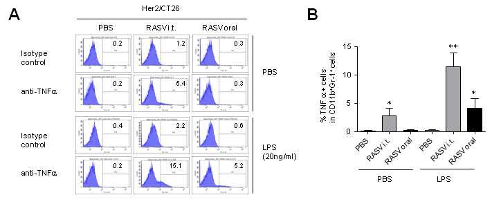 Figure 16. Intratumoral injection of RASV increased the secretion of TNFα by Gr1+CD11b+ myeloid cells.