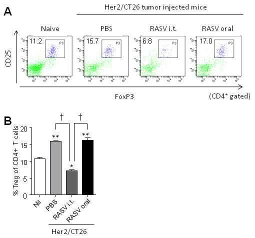 Figure 17. CD4+CD25+FoxP3+ regulatory T cells was decreased in tumor-bearing mice after intratumoral injection of attenuated Salmonella