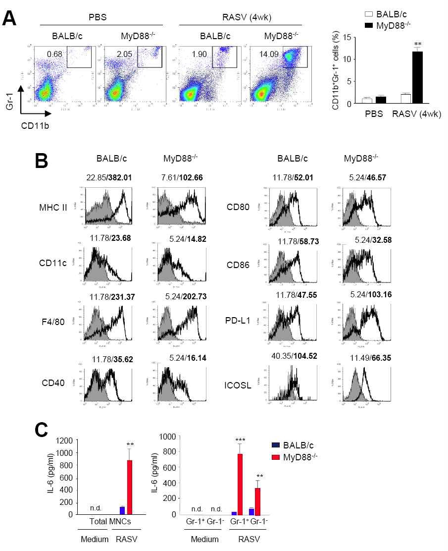 FIGURE 18. CD11b+Gr-1+ cells change significantly in spleens of MyD88-/- mice 4 weeks after oral administration of RASV.