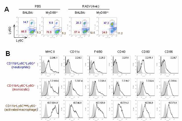 Figure 19. Significant changes in CD11b+Gr-1+ cells in spleens of MyD88-/- mice 4 weeks after oral administration of RASV