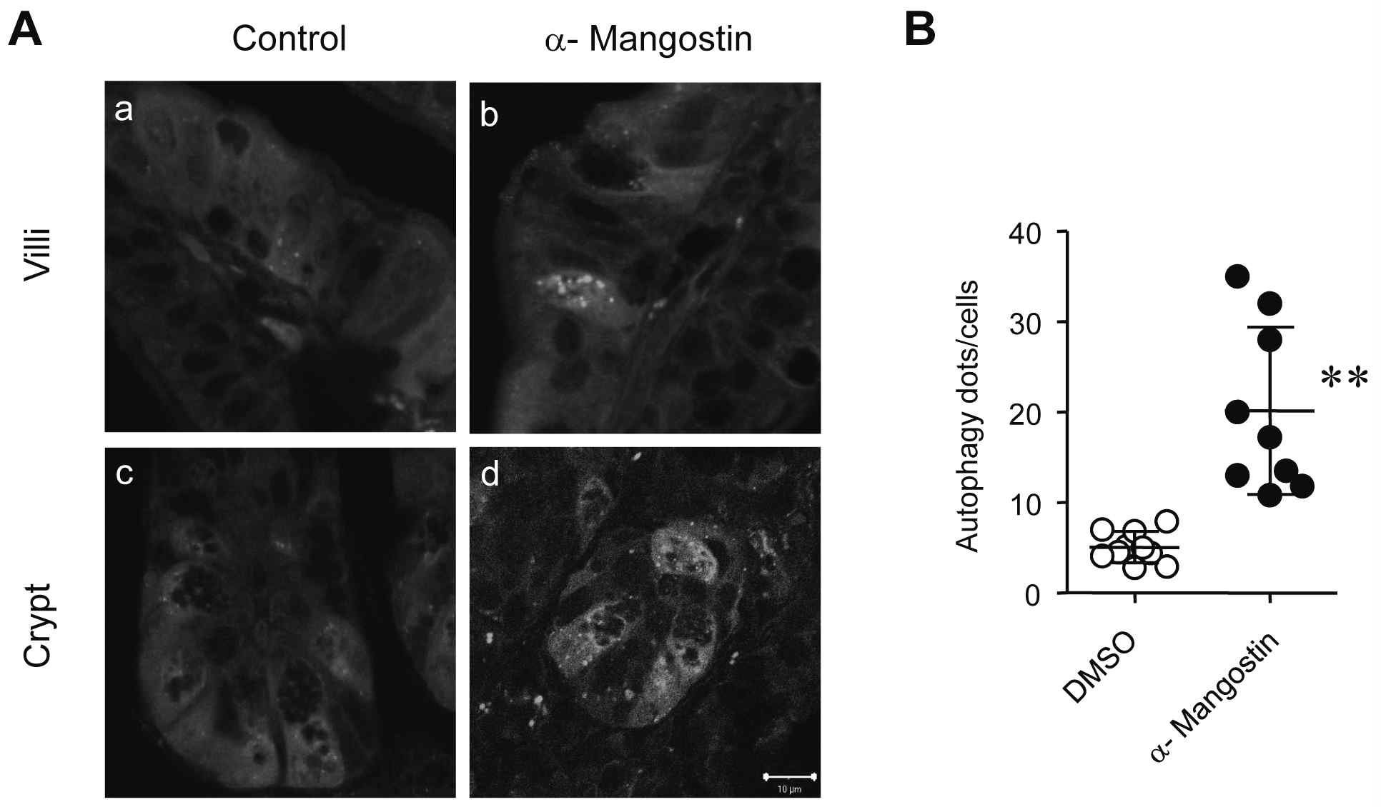 Figure 23. Autophagy activation of α-Mangostin in the murine intestine.