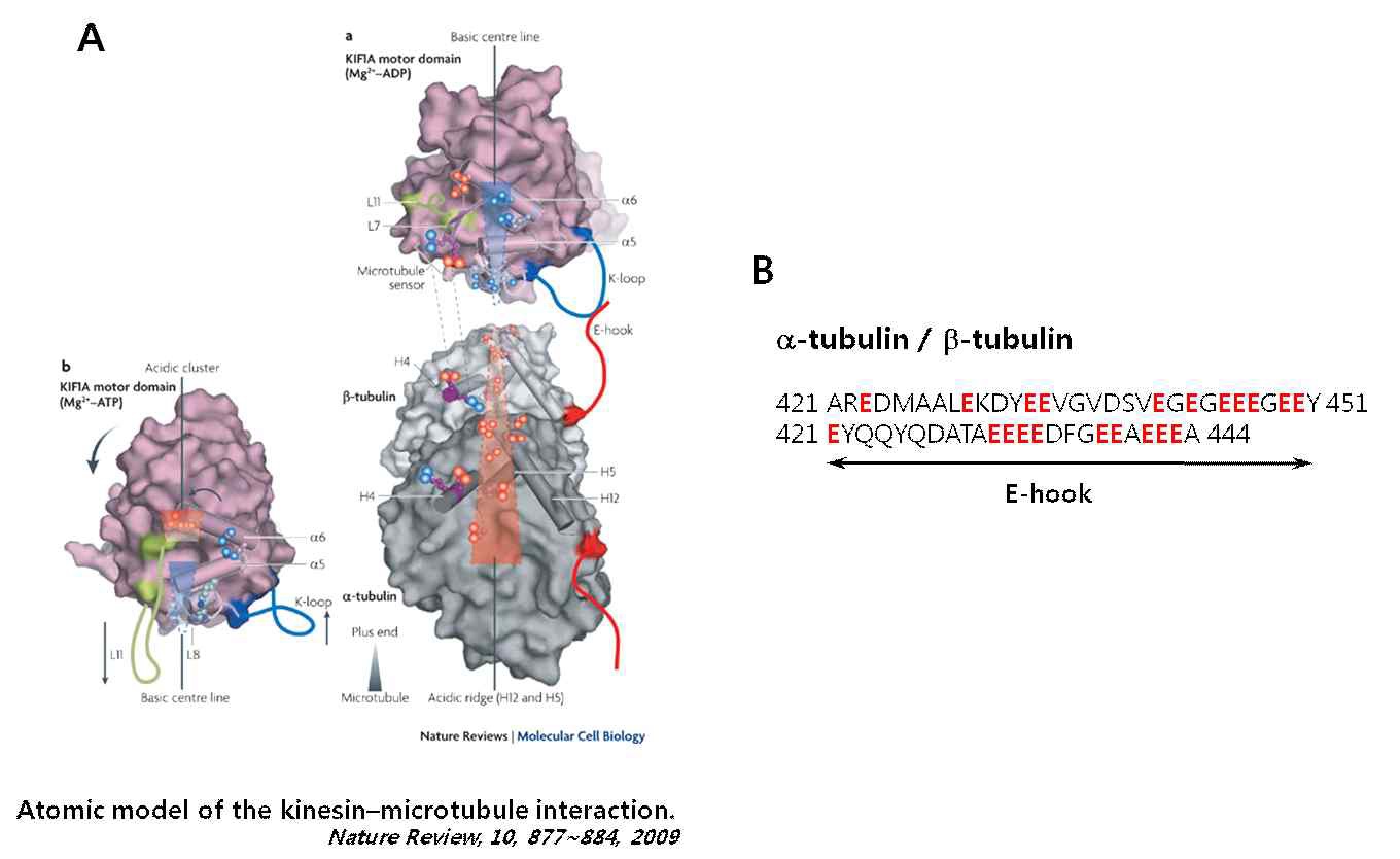 그림 4. Kinesin과 microtubule의 결합 모델