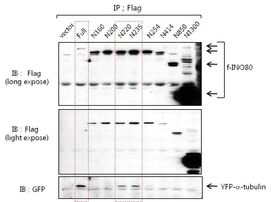 그림 7. a-tubulin과 결합하는 Ino80 단백질 부위 분석