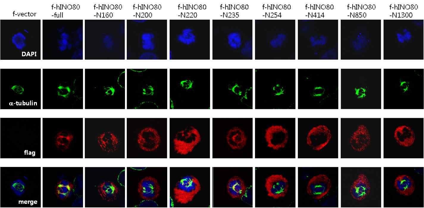 그림 8. 면역 형광 염색법을 이용한 Ino80과 microtubule의 결합 분석