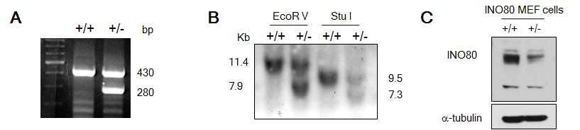 그림 1. INO80+/- 마우스와 배아 섬유아세포의 유전자형과 INO80 단백질 발현양 확인