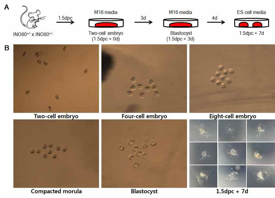 그림 2. Ino80는 배반포 이후 단계로의 배아 발달에 필요함.