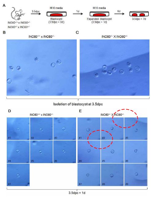 그림 3. INO80는 ICM 형성과 배아줄기세포 생성에 필수적