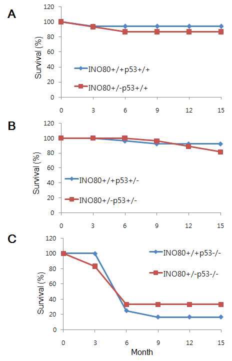그림 8. p53 유전형에 따른 INO80+/+ 마우스와 INO80+/- 마우스의 생존율 비교