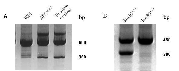 그림 9. Ino80+/+APCmin/+ 마우스와 Ino80+/-APCmin/+ 마우스의 유전형 확인.