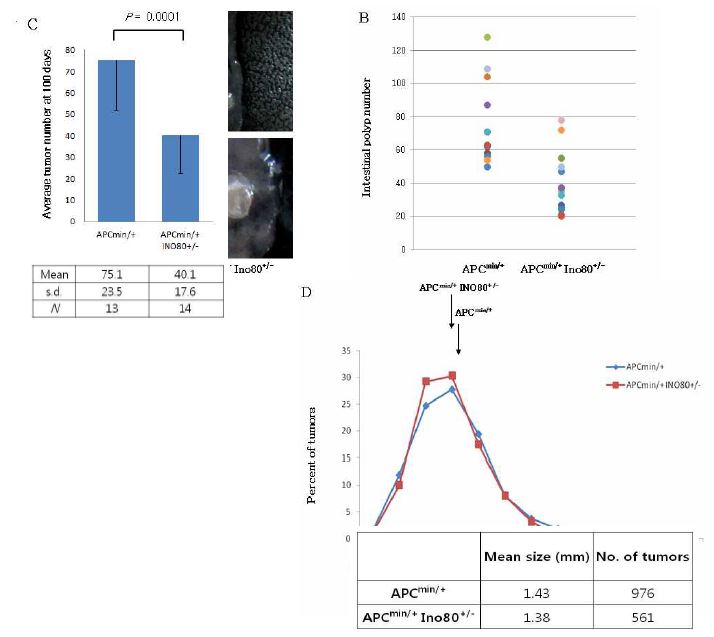 그림 10. Ino80 결핍이 APCmin/+ 마우스의 소장에서의 종양 발생에 미치는 영향