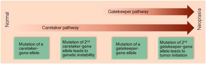 그림 1. Pathways to neoplasia