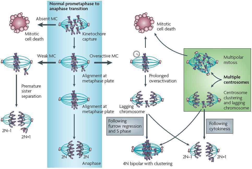 그림 2. Multiple mechanisms leading to aneuploidy