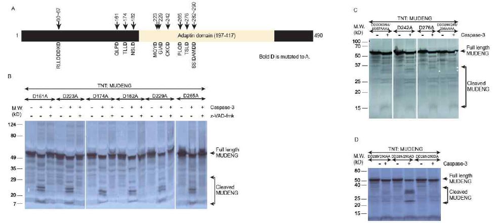 Figure 3. Shin et. al.