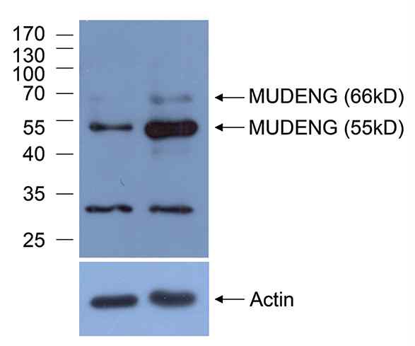 그림 13. HeLa cell (left lane), Huh7 (right lane)로부터 얻은 protein lysates를 SDS-PAGE 한 후 MUDENG 항체로 western blot하였다