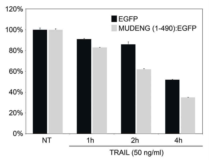 그림 14. Huh7 세포주에 MUDENG(1-490): EGFP을 과다발현하고 TRAIL 처리 24시간 후 세포생존율을 XTT방법으로 조사하였다.