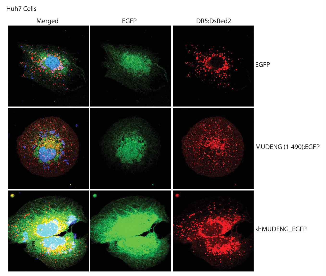 그림 16. Huh7 세포주에 DR5:DsRed2, MUDENG (1-490):EGFP, shMUDENG_EGFP을 함께 도입한 후 이들의 세포내 위치를 confocal microscope로 조사하였다