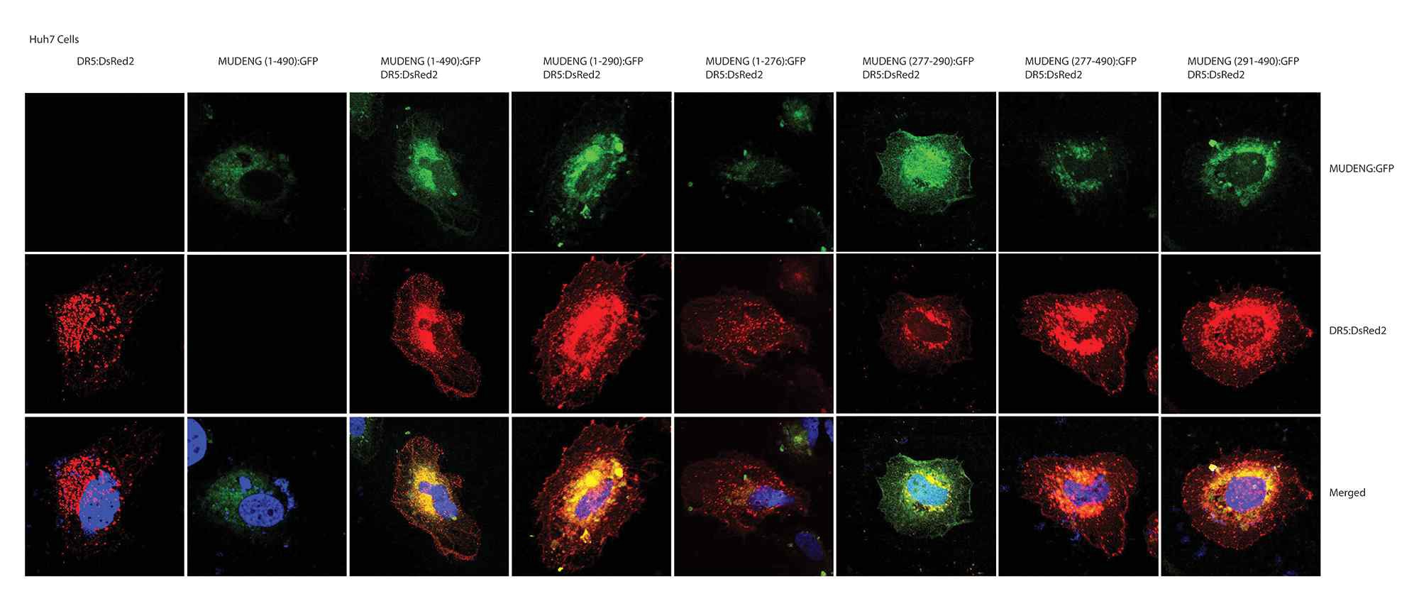 그림 21. cMUDENG과 DR5:DsRed2를 동시에 Huh7 cell에 도입하여 confocal microscope로 이들 단백질의 세포내 위치를 관찰하였다
