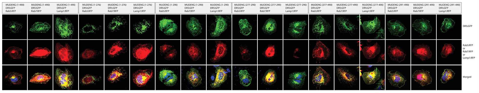 그림 22. cMUDENG과 DR5:DsRed2, Rab5, Rab7, Lamp1:RFP를 동시에 Huh7 cell에 도입하여 confocal microscope로 이들 단백질의 세포내 위치를 관찰하였다