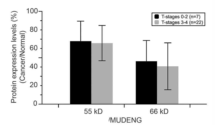 그림 24. 그림 23에서 얻은 western blot 결과 를 NIH Image J program으로 band density를 측정한 후 정상조직에서 발현된 MUDENG에 비해 암조직에서 발현된 MUDENG의 양을 백 분율로 나타냈다. 이렇게 얻어진 결과를 암조직 단계별로 구분하여 통계적으로 분석하였다
