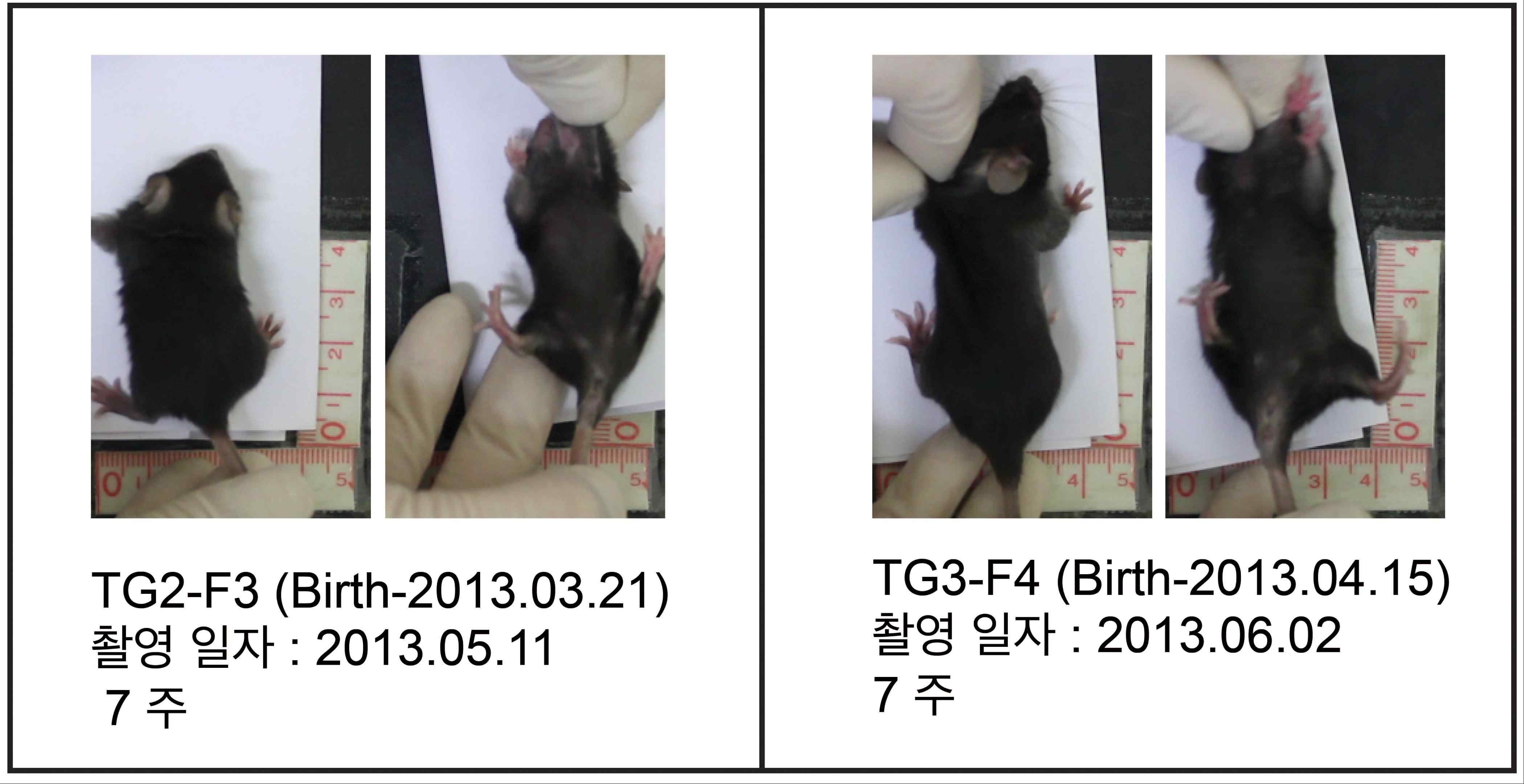 그림 28. Tg-2 F3에서 태어난 mice의 body size가 정상에 비해 작다.