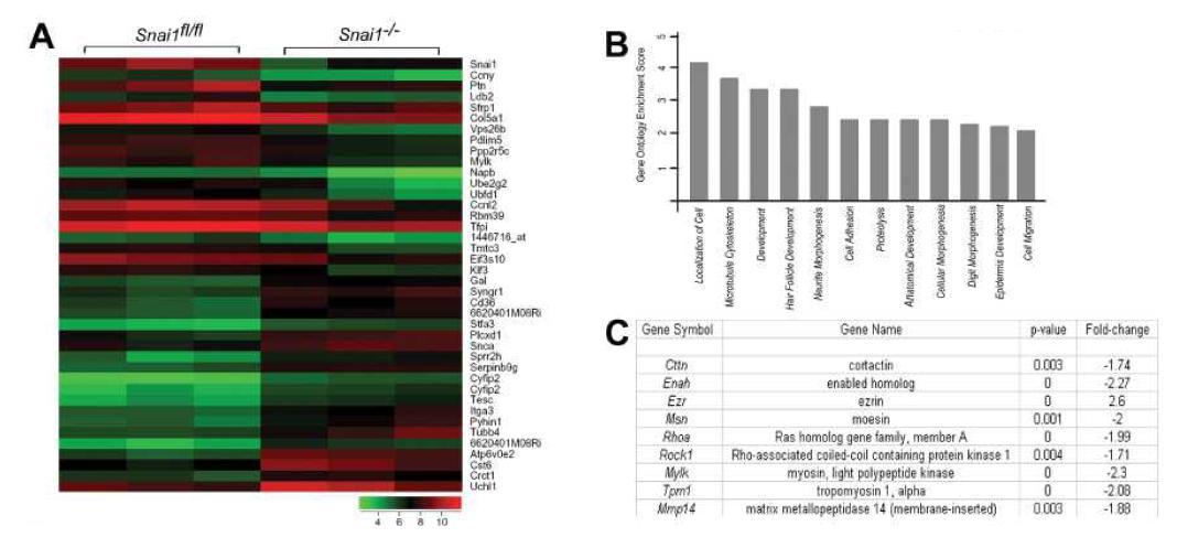 (A) Heat map of microarray data for three biological replicates of Snail1fl/fl and Snail1–/– fibroblasts. The 20 most highly up-regulated and down-regulated transcripts in Snail1–/– fibroblasts are presented. The key on the bottom assigns heat map colors to the absolute gene expression value on a log2 scale. (B) GO terms identifying biological processes differentially expressed in Snai1fl/fl and deficient fibroblasts. (C) List of motility- and invasion-associated genes regulated by Snail1 in fibroblasts.