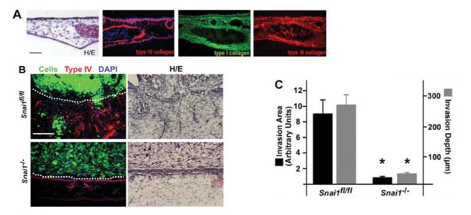 Snail1 and the fibroblast wound response in vivo