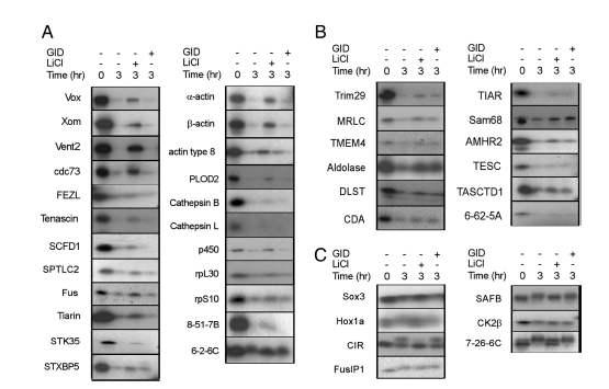 Degradation assay of isolated putative Wnt/GSK3 target proteins identified in the screen