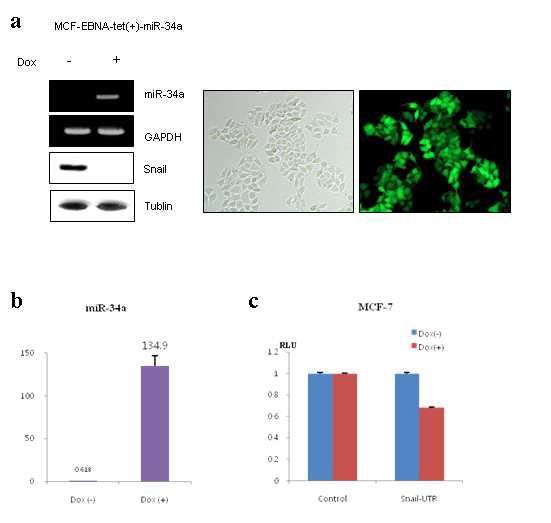 miR-34에 의해 암전이 표적인자인 Snail의 발현이 감소됨