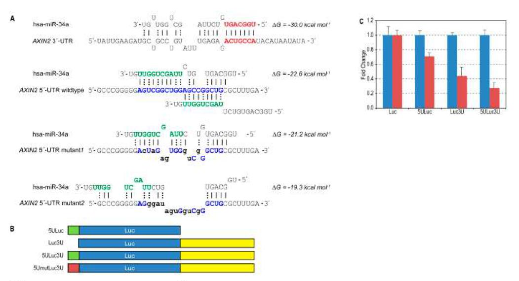 Axin2에서 miR-34에 의해 target되는 부위 (A) 및 Axin2 reporter construct 제작 (B). Axin2의 3’UTR만 표함하는 경우보다 5‘UTR과 3’UTR이 함께 있을 경우에 miR-34a에 의해 Axin2 reporter가 더 많이 감소됨 (C).