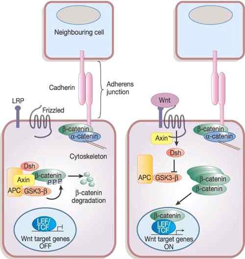 Schematic diagram of Wnt signaling