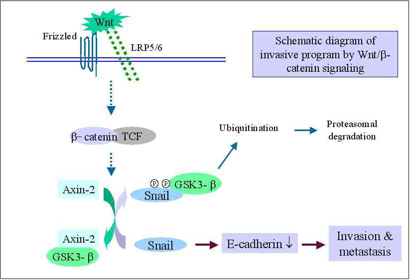 Schematic diagram of stabilization of Snail and regulation of EMT by Wnt-mediated GSK3 regulation