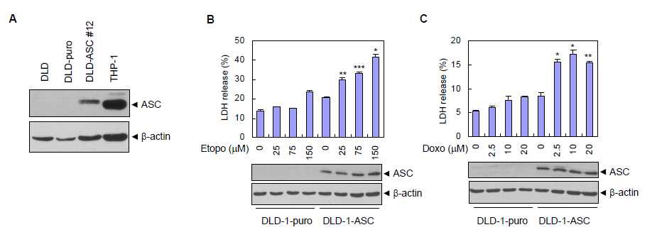 그림 5. ASC 발현 종양세포에서 DNA 손상 약물에 의한 세포사멸 감수성 증가